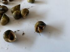 Live saltwater periwinkle for sale  USA