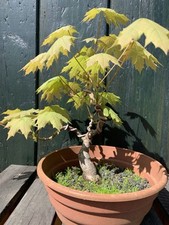 Pre bonsai utdoor gebraucht kaufen  Senftenberg