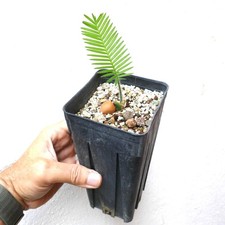 Dioon edule palma usato  Napoli