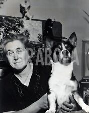 Vintage animali jack usato  Roma