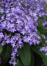 Streptocarpus falling stars for sale  RUTHIN