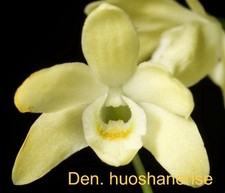 Dendrobium huoshanense mini for sale  Bogalusa