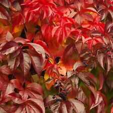 Litre parthenocissus quinquefo for sale  HULL