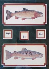 trout print for sale trout print for sale Walla Walla