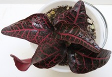 euphorbia ingen for sale euphorbia ingen for sale Osteen