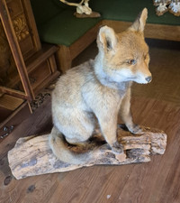 Jungfuchs präparat fuchs gebraucht kaufen  Bockenem