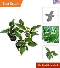 Hosta patriot live for sale  Phoenix