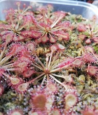 Pianta carnivora drosera usato  Grumo Appula