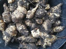 Jerusalem artichoke tuber for sale  WARRINGTON