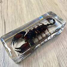 Large black scorpion for sale  MACCLESFIELD
