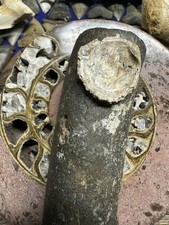 6.3 fossil flapjack for sale  Ripley