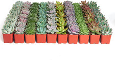 Rosette succulent plant for sale  Los Angeles