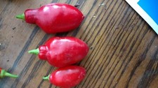 Sementes de pimenta Manzano Red Teardrop FRETE GRÁTIS 24 sementes comprar usado  Enviando para Brazil