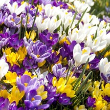 Crocus bulbs colourful for sale  ALCESTER