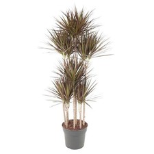 Drachenbaum dracaena magenta gebraucht kaufen  Düsseldorf