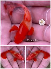 Trio abino koi for sale  Houston