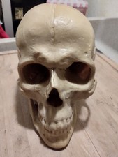 Modello anatomico cranio usato  San Donato Milanese