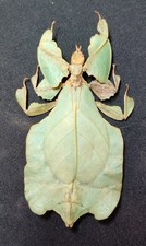 Phyllium pulchrifolium real for sale  Emporia