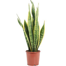 Bogenhanf sansevieria trifasci gebraucht kaufen  Straubing