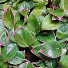 Aglaonema khanza inch for sale  Woodland Hills