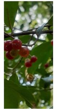 Autumn olive berries for sale  West Plains