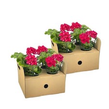 Geranie pelargonium peltatum gebraucht kaufen  Düsseldorf
