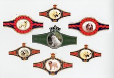 Pyrenean mountain dog for sale  COLEFORD
