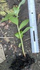 Well rooted insulin for sale  Norfolk