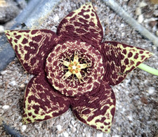 Stapelia variegata mixed for sale  Port Charlotte