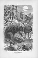 Kiwi schnepfenstrauß apteryx gebraucht kaufen  Lauenburg/ Elbe