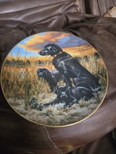 american labrador puppies for sale  Indianapolis