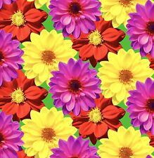 70x dahlia dwarf for sale  DEWSBURY