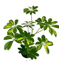 Gold umbrella tree for sale  Castaic