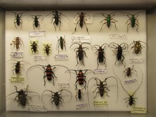 Box specimens tropical for sale  WIGTON