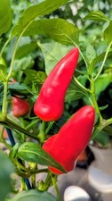 Fresno chilli pepper for sale  CARDIFF
