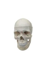 Erwey anatomisches modell gebraucht kaufen  Leipzig