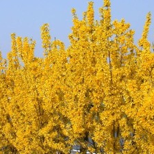 Forsythia lynwood deciduous for sale Forsythia lynwood deciduous for sale  UK