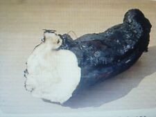 Boutures racine consoude d'occasion  Saintes