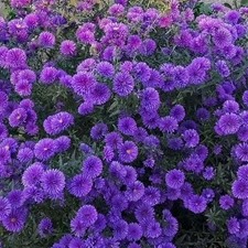 Aster grape crush for sale  UK