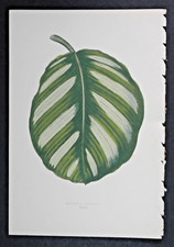1861 orig.color print usato  Pozzallo