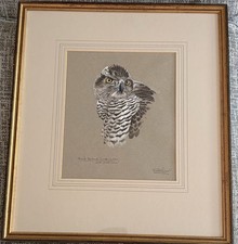 goshawk for sale goshawk for sale BURY ST. EDMUNDS