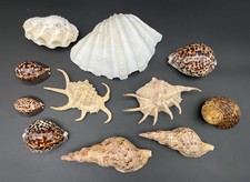 Lot large seashells for sale  Bonney Lake