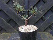 Bonsai juniper mugo for sale  CANNOCK