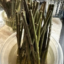 Austree hybrid willow for sale  De Kalb