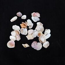 Lot mixed seashells for sale  Longview