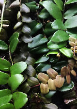 Mounted marcgravia species for sale  SWINDON