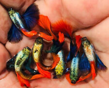 Trio live guppy for sale  Bakersfield