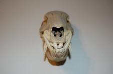 Real animal skull for sale  Sahuarita
