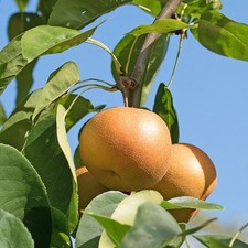 Pyrus pyrifolia pomme d'occasion  Pouzauges