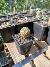 Pelecyphora strobiliformis see for sale  BRISTOL